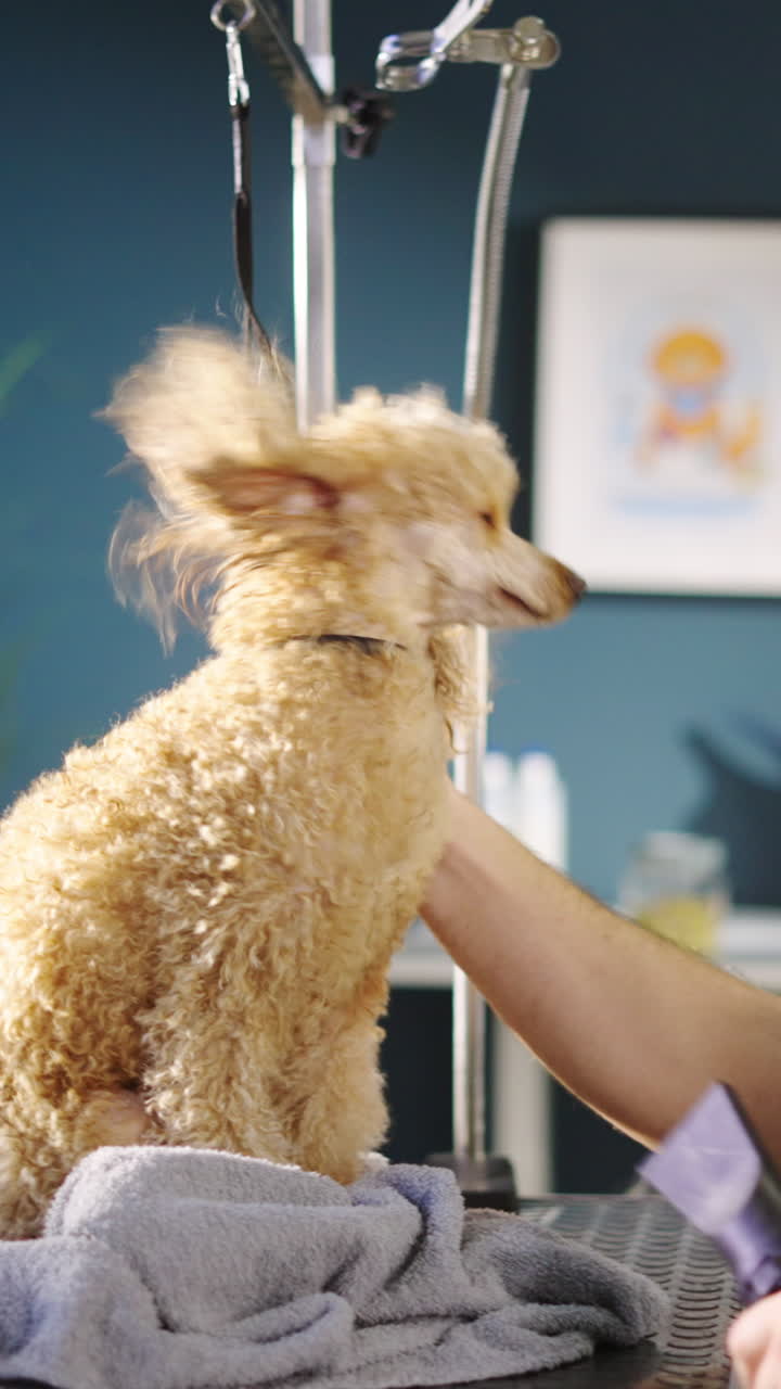 Small Poodle Dog Being Dried with Hairdryer at Grooming Salon
