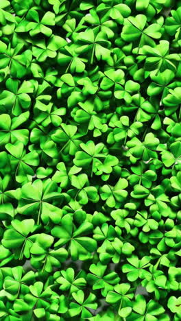 a field of lucky four-leaf clovers