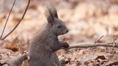 Korean-Squirrel-eating-nut-back-view---turn-head,-autumn-park