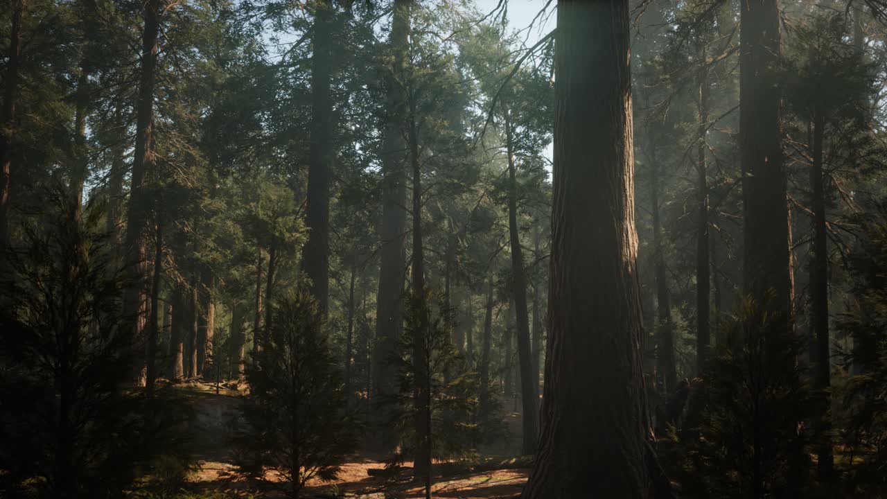 Tramonto nella Giant Forest, Parco Nazionale di Sequoia, California