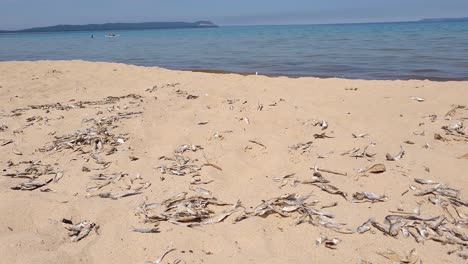 endless number of dead fish on sandy beach of lake michigan, pan left view