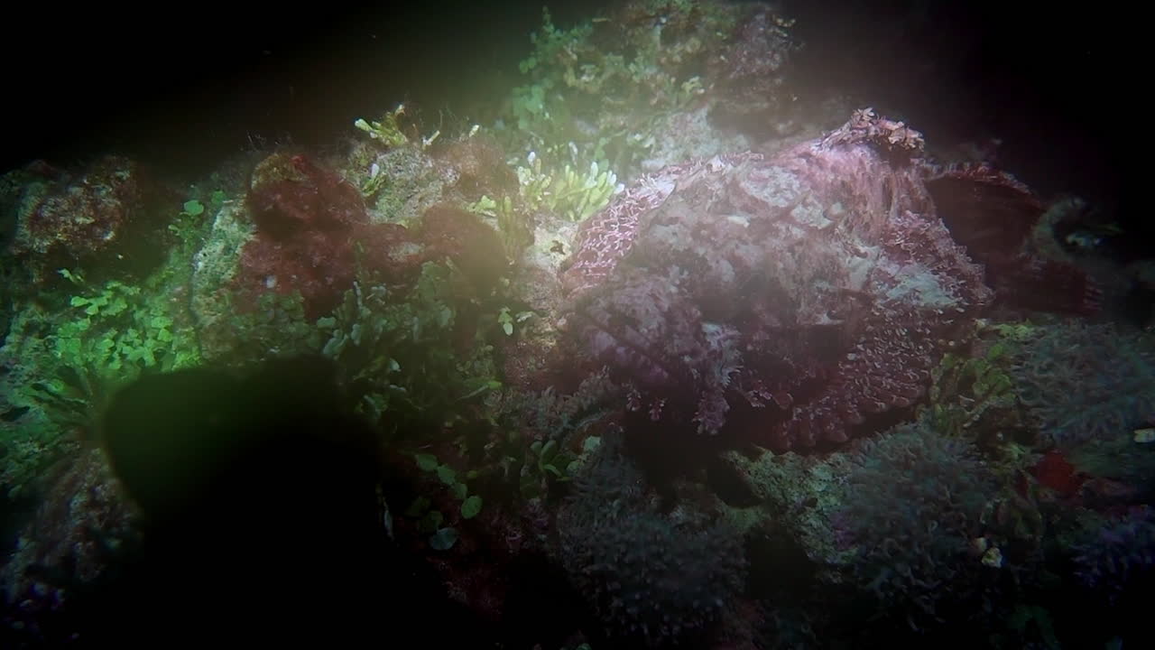 Tasseled scorpionfish on a coral reef at night.