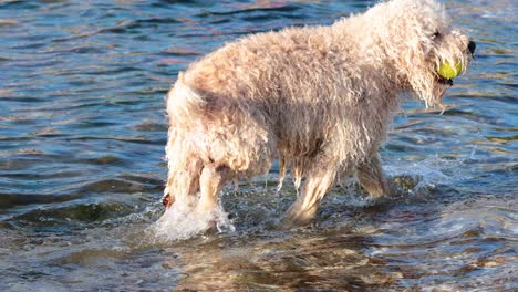 perro recupera la pelota del agua en la playa de brighton