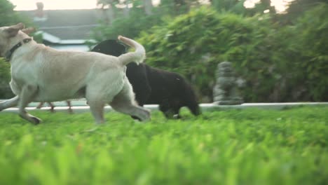 Hunde-Spielen-Mit-Ball-An-Einem-Pool