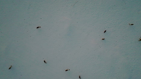 Aerial-Topdown-Of-Reindeers-Grazing-In-Snowscape-Ground-During-Winter