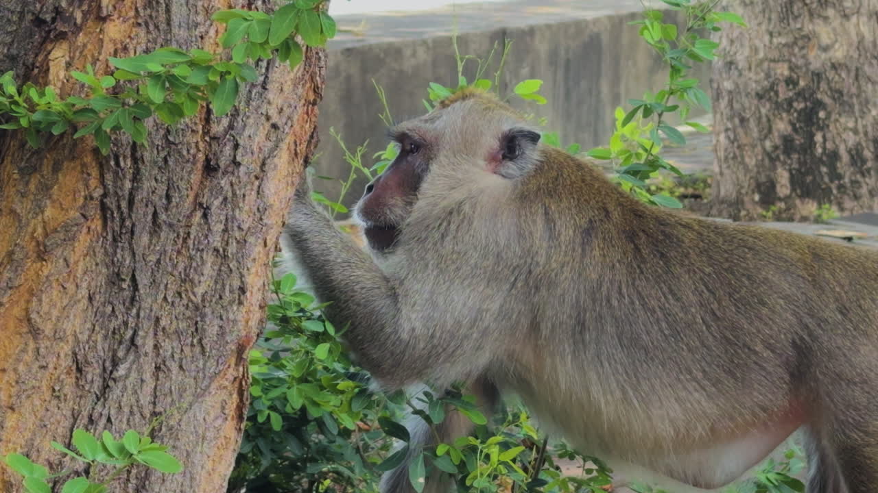 Traditional macaque monkey pokes tree near stone wall in tropical setting, Pemuteran, North Bali, Indonesia.