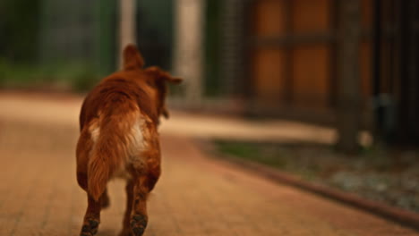 Purebred-Golden-Retriever-running-away-on-a-paved-pathway,-on-a-home-garden