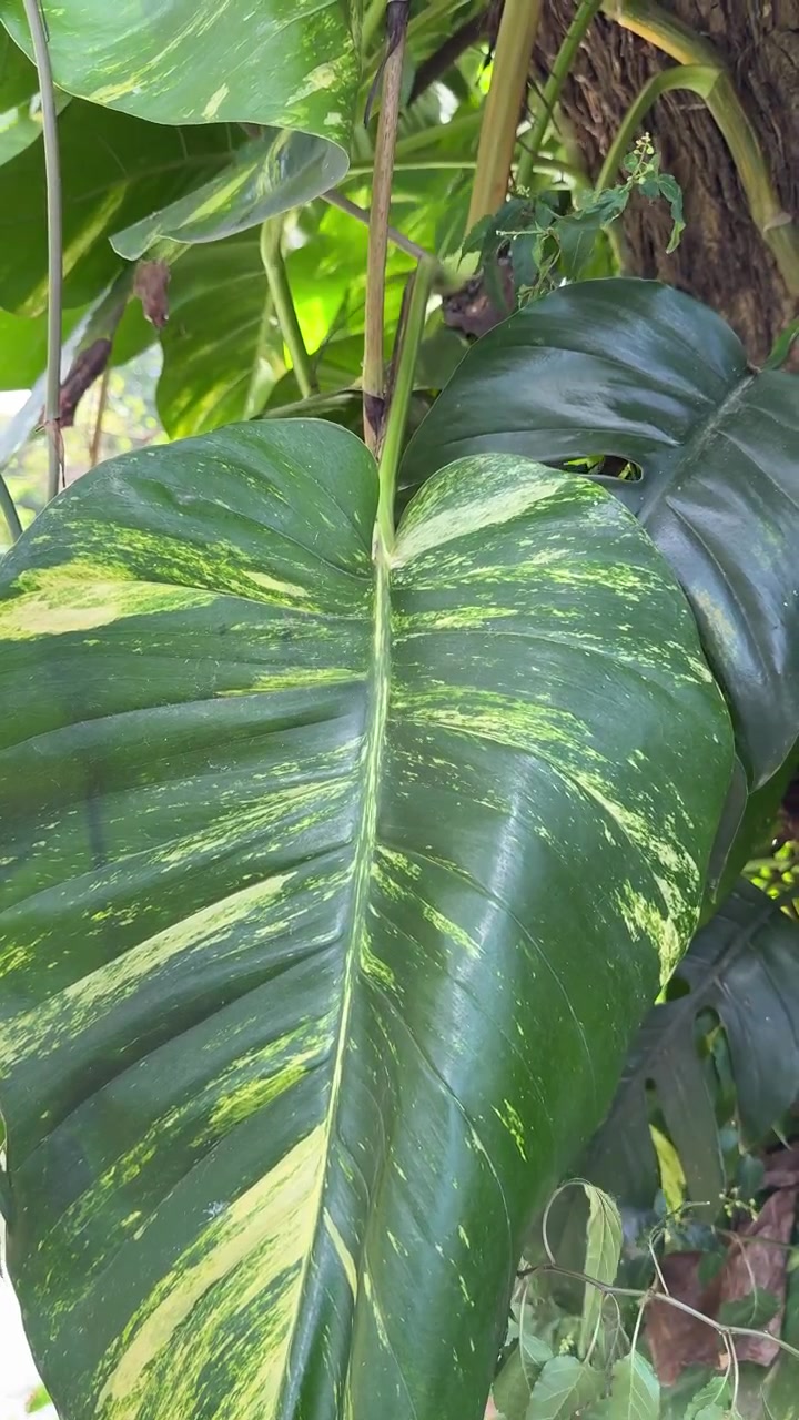 Foglia di Pothos variegata che cresce su un tronco d'albero.