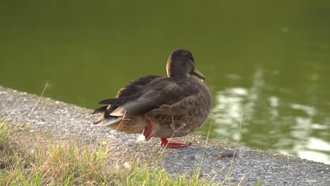 Brown-female-european-duck-sitting-in-front-of-pond-during-sunset-and-stretching
