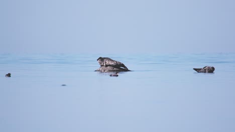 Two-seals-lying-on-rock-in-sea,-seabirds-swimming-by,-day,-wide-shot,-long-lens