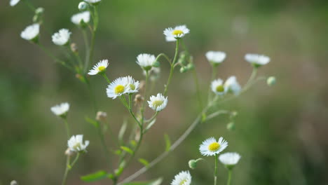 Erigeron-Pflanze-Mit-Blumen,-Die-Sich-Im-Wind-Bewegen