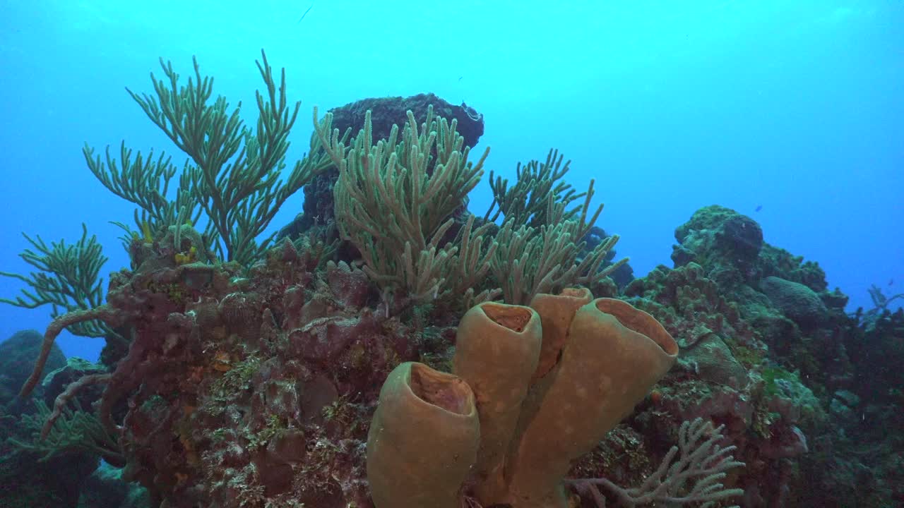 esponjas y corales blandos en el mar caribe cozumel