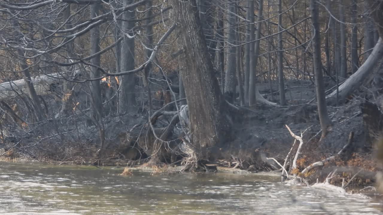 화재 후 물 속 에 쓰러진 나무 줄기 의 모습, 가 ⁇ 운 비 가 불 을 끄는 것