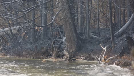 view of a fallen tree trunk in the water after fire, light rain extinguished fire