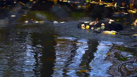 Bachforellen-Laichen-In-Einem-Finnischen-Fluss