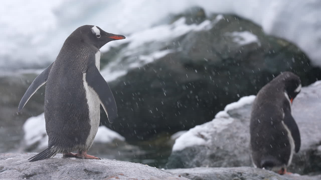 pingüinos de correa de barbilla, costa de la antártida en un día nevado, cerca de la cámara lenta