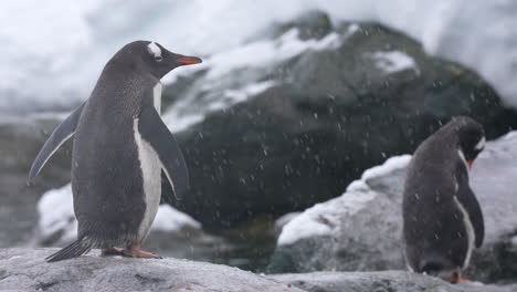 chinstrap penguins, coast of antarctica on snowy day, close up slow motion