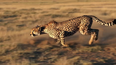 cheetah running in the african savanna