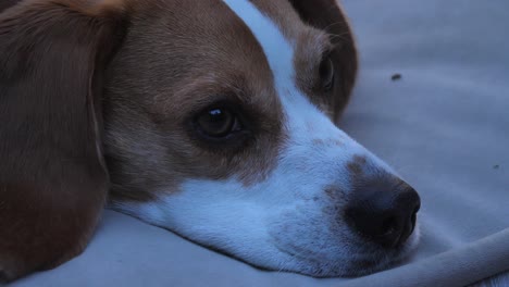 closeup of brown and white beagle dog lying on dog bed with nose sniffing