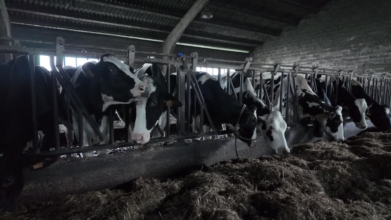 Slow motion close-up of cows eating straw, highlighting texture and movement during winter feeding