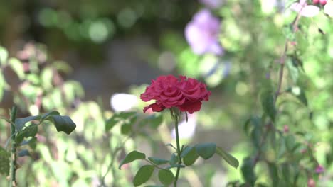 Rote-Rose,-Die-Mit-Dem-Wind-Geht