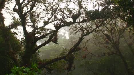 fog and mist blows through a mountaintop rainforest in costa rica