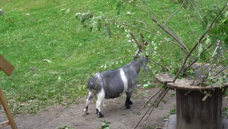 black and white goat buck eating leaves from branches at norwegian farm - static handheld