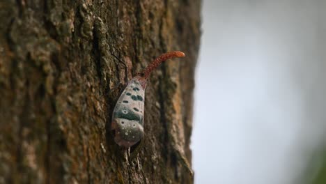 Auf-Der-Rinde-Eines-Baumes-Gesehen,-Während-Die-Kamera-Herauszoomt,-Pyrops-Ducalis-Laternenkäfer,-Thailand