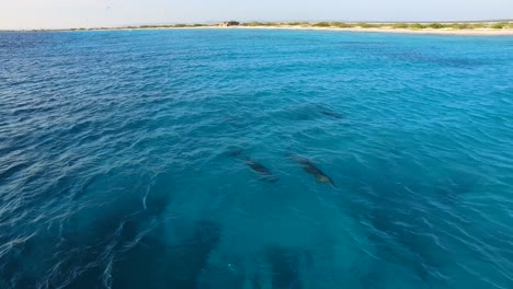 Dolphins-at-kitebeach-Atlantis,-Bonaire