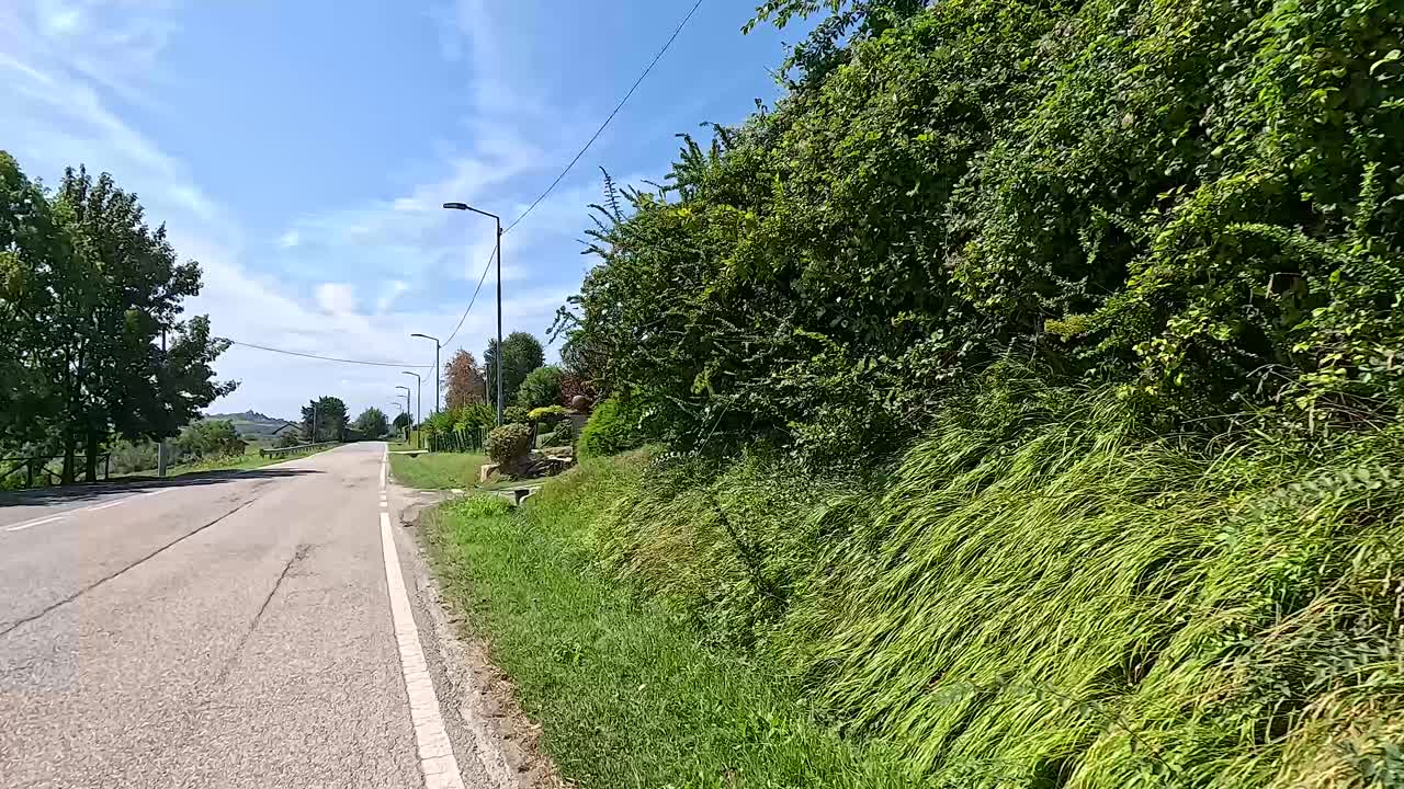 울창한 초록색으로 둘러싸인 조용한 도로