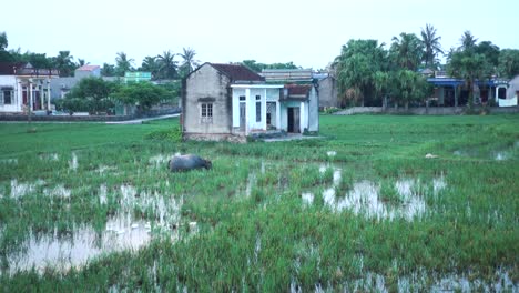 wideshot of vietnamese water buffalo walking through water with vietnamese houses in the background
