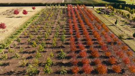 pull-back-tilt-up-aerial-drone-shot-of-trees-on-a-tree-farm-on-a-sunny-day