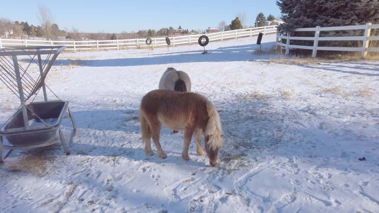 건초를 먹는 농장의 소형 말