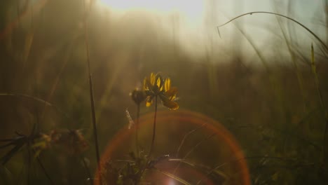 yellow flower in a field at sunset