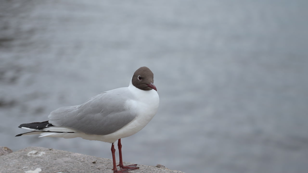 Gull Standing On Quay Beside Water, Alert Blackheaded Gull Upright On Concrete Edge, Clear Profile Showing. Creative