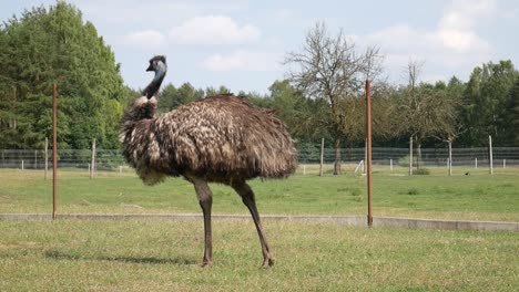 an ostrich walks out of the screen