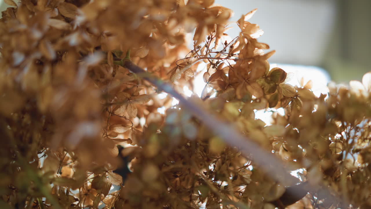 Warm backlit hydrangea cluster on windowsill, soft bokeh and golden sunlight fill cozy home decor scene delicate dried petals and stems create nostalgic rustic mood with gentle shadow and fine