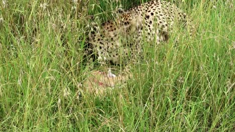 Cerca-De-Un-Guepardo-Salvaje-Comiendo-Un-Antílope-En-La-Hierba-Del-Parque-Nacional-Africano