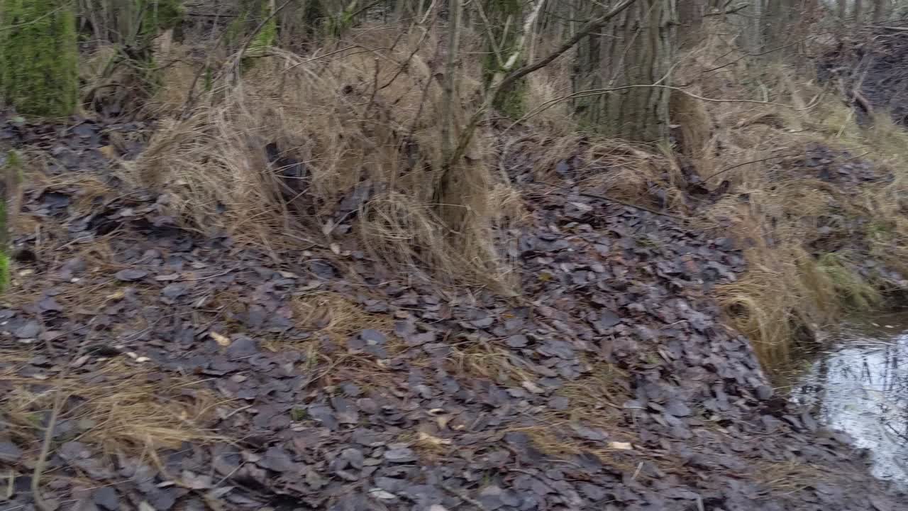 나무는 숲에서 비버에 의해 먹혔다