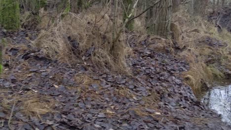 Baum-Wurde-Von-Bibern-Im-Wald-Gefressen