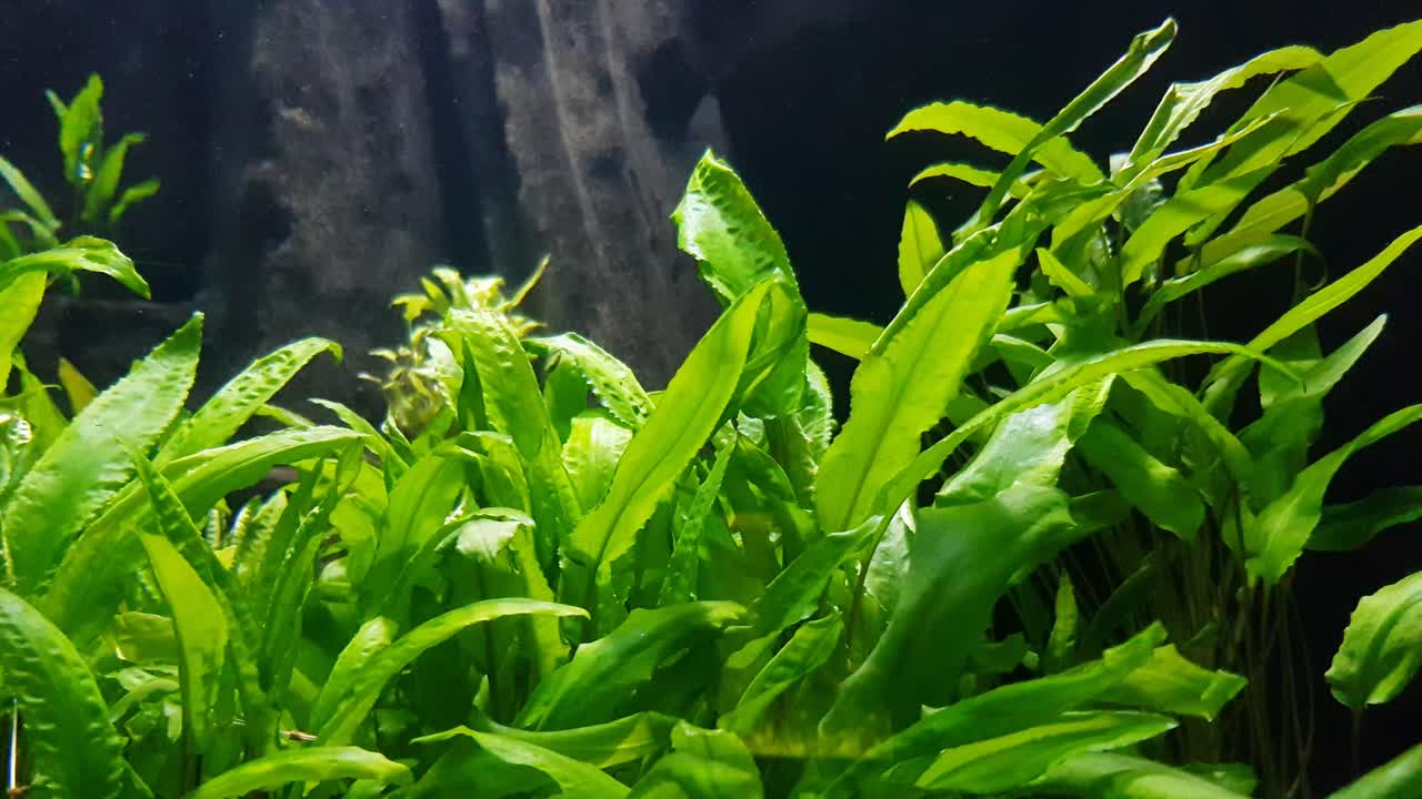 카메라 옆에서 빠르게 헤엄치는 일반 몰리 피쉬