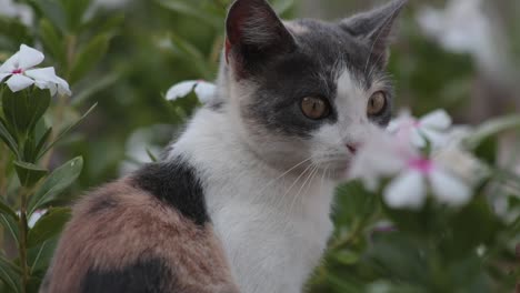schattige nieuwsgierige kitten kat onder witte bloemen veld buiten overdag