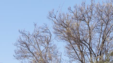 tree with no leaves moving in strong wind