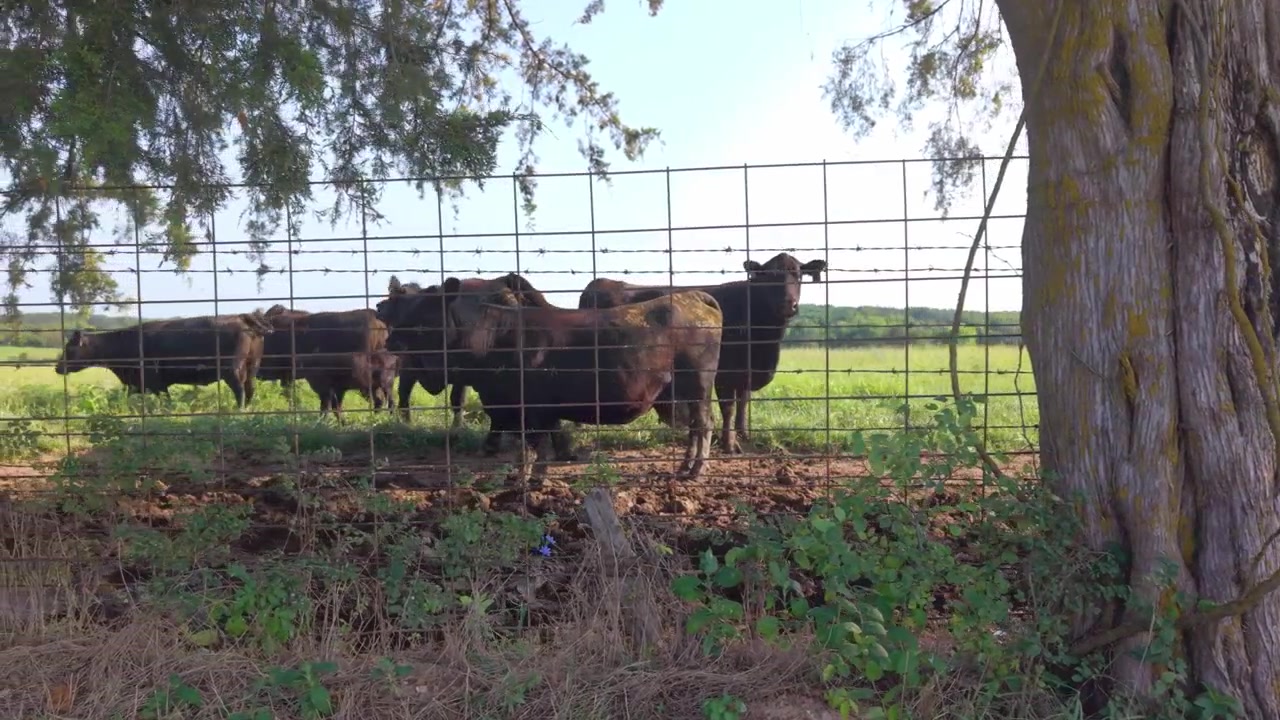 Bovini Black Angus in piedi dietro una recinzione metallica in un pascolo agricolo rurale