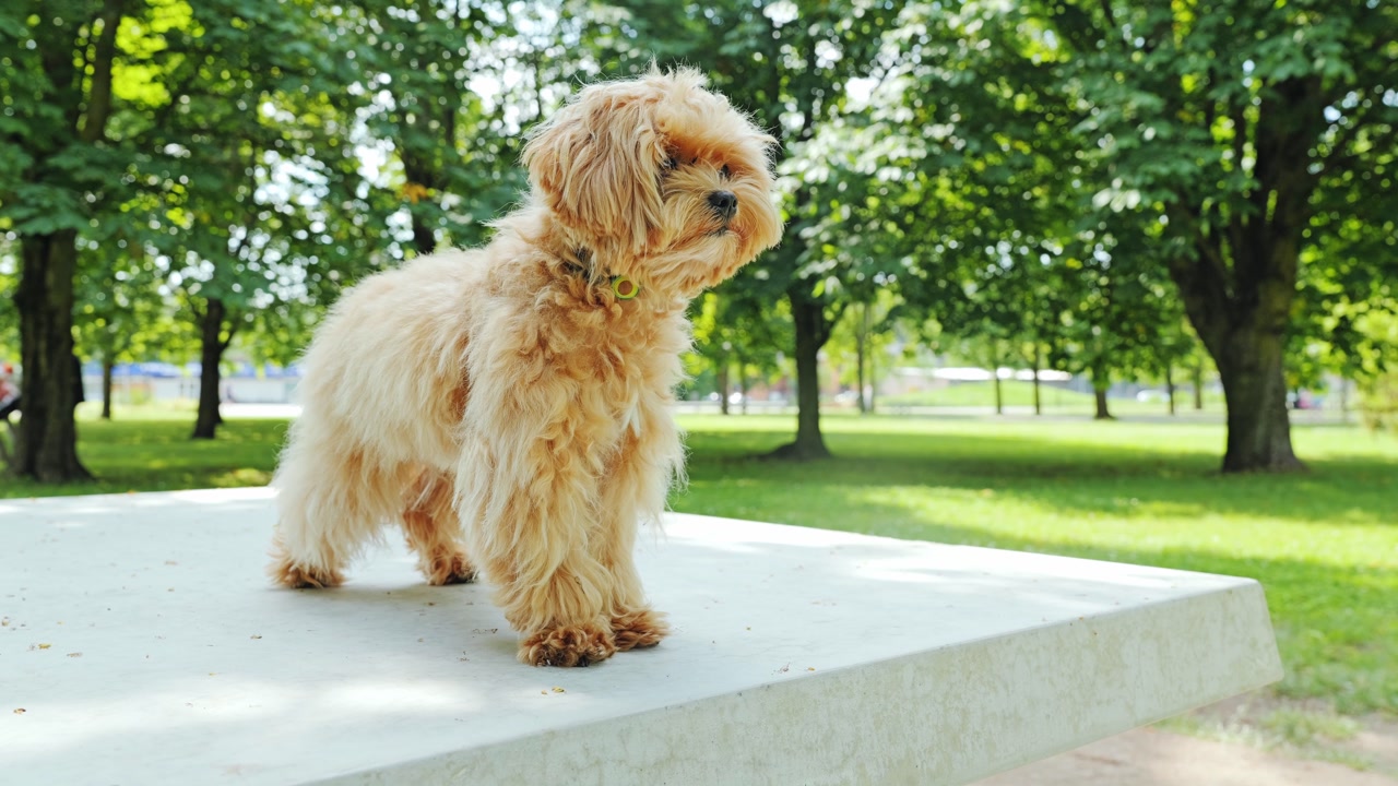 Adorable Maltipoo dog standing calmly on bench in green park under soft sunlight