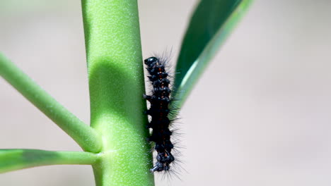 Close up of a wooly bear Magpie moth caterpillar