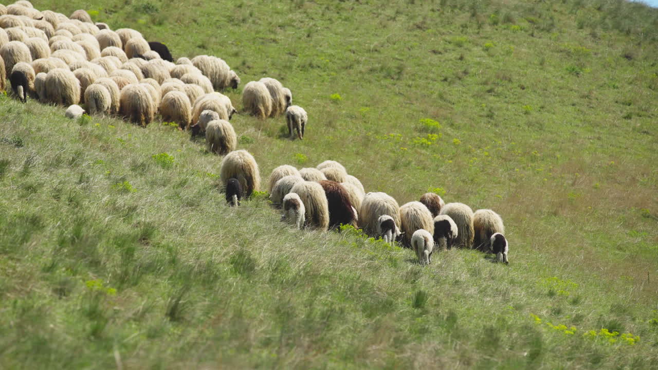 Sheep Flock on a Hillside Pasture