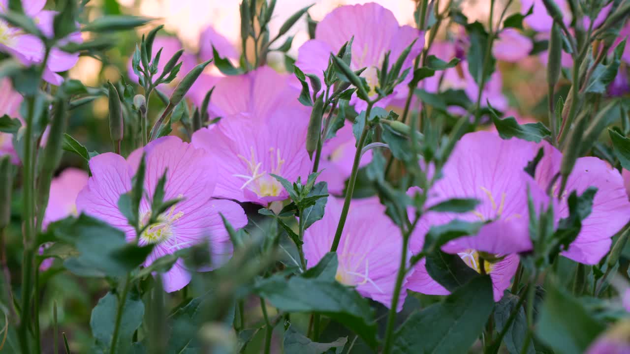 Pink spring flowers with green leaves blowing in the wind