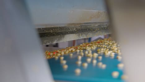 corn kernels on a conveyor belt