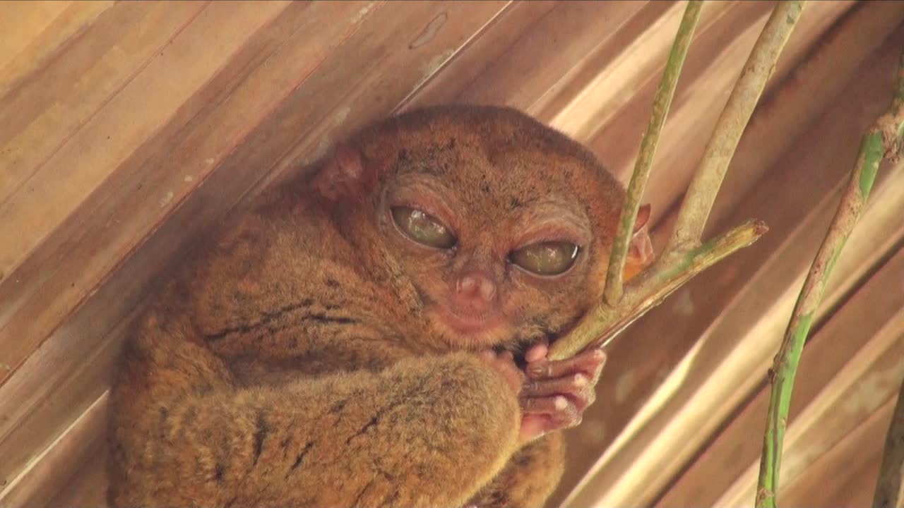 una foto de cerca de un tarsier dormido en bohol filipinas